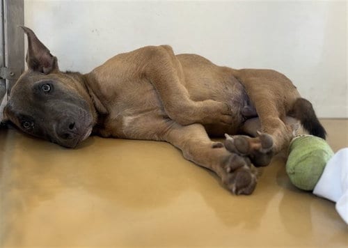 Photo of Burger, adoptable Pit Bull Terrier in San Bernardino, California
