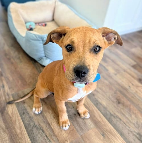 Photo of Hot Honey, adoptable Pit Bull Terrier in Oakland, California