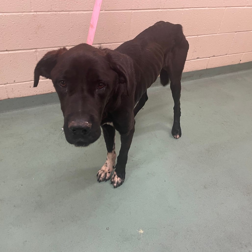 Photo of Rambo, adoptable Mixed Breed (Medium)