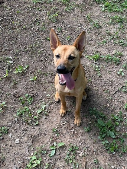 Photo of Lara -IN FOSTER, adoptable dog in Chamblee, Georgia