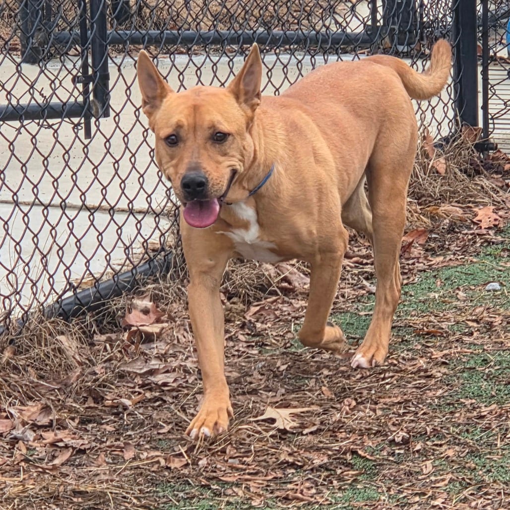 Photo of Square Pants, adoptable Mixed Breed (Large)