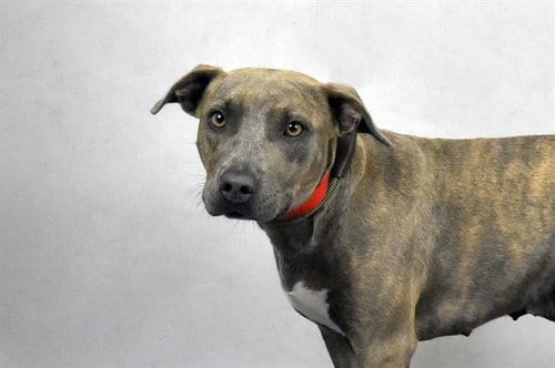 Photo of Eclipse, adoptable Labrador Retriever in Ft Lauderdale, Florida