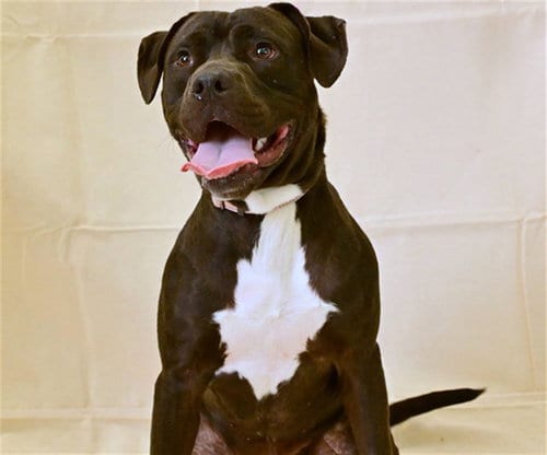 Photo of Baron, adoptable American Pit Bull Terrier in Ocala, Florida