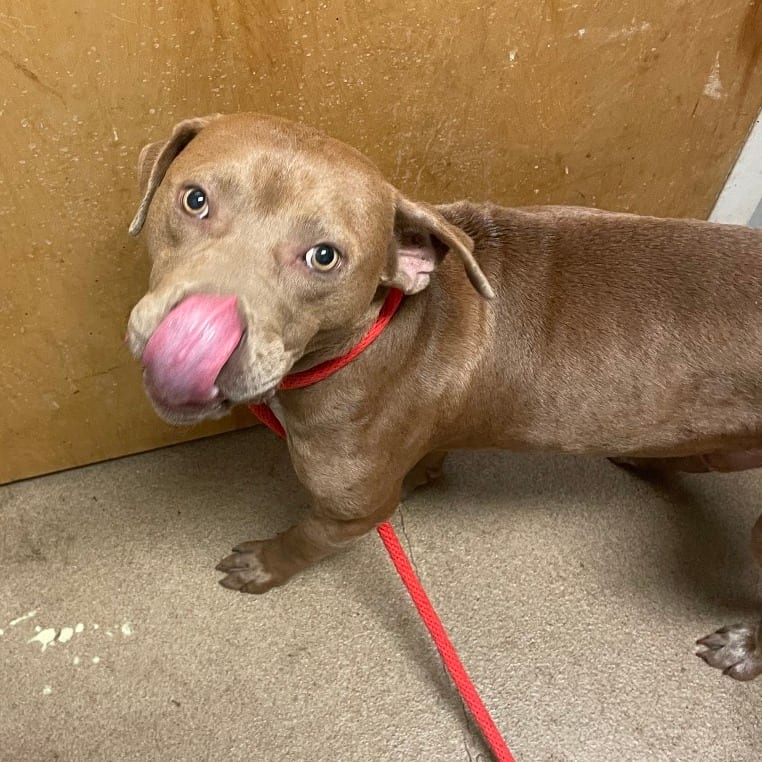 Photo of Beau, adoptable Mixed Breed (Medium) in Chattanooga, Tennessee