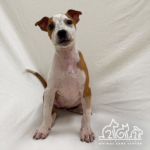 Photo of Nami, adoptable Pit Bull Terrier in Irvine, California