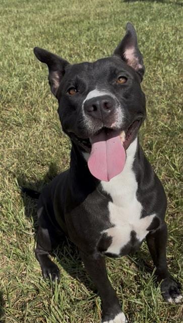 Photo of Shadow, adoptable American Staffordshire Terrier in Rosenberg, Texas