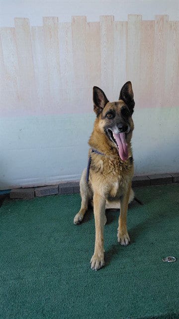 Photo of Zarko, adoptable German Shepherd Dog in Baldwin Park, California