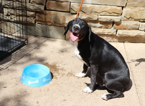 Photo of Lily, adoptable Shepherd in Pflugerville, Texas