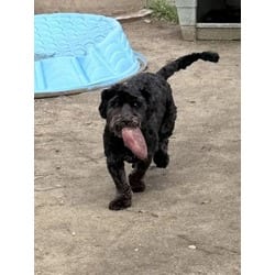 Photo of Bolt, adoptable Poodle (Miniature) in Fresno, California
