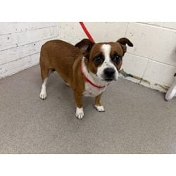 Photo of Coco, adoptable Cardigan Welsh Corgi in San Bernardino, California