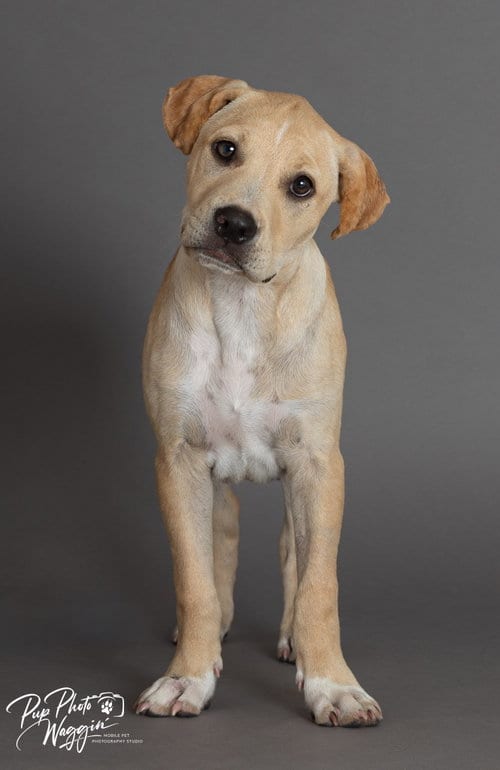 Photo of Caroline Hansen, adoptable Labrador Retriever in Claremore, Oklahoma