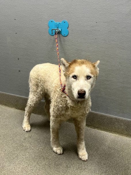 Photo of Pocky, adoptable Siberian Husky in Las Vegas, Nevada