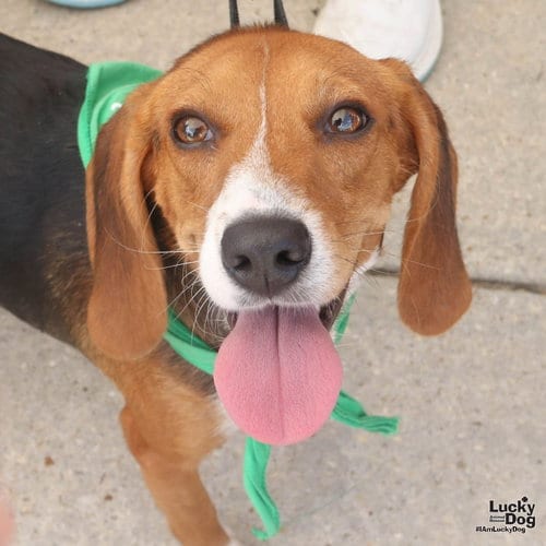 Photo of Angie, adoptable Beagle in Washington, District of Columbia
