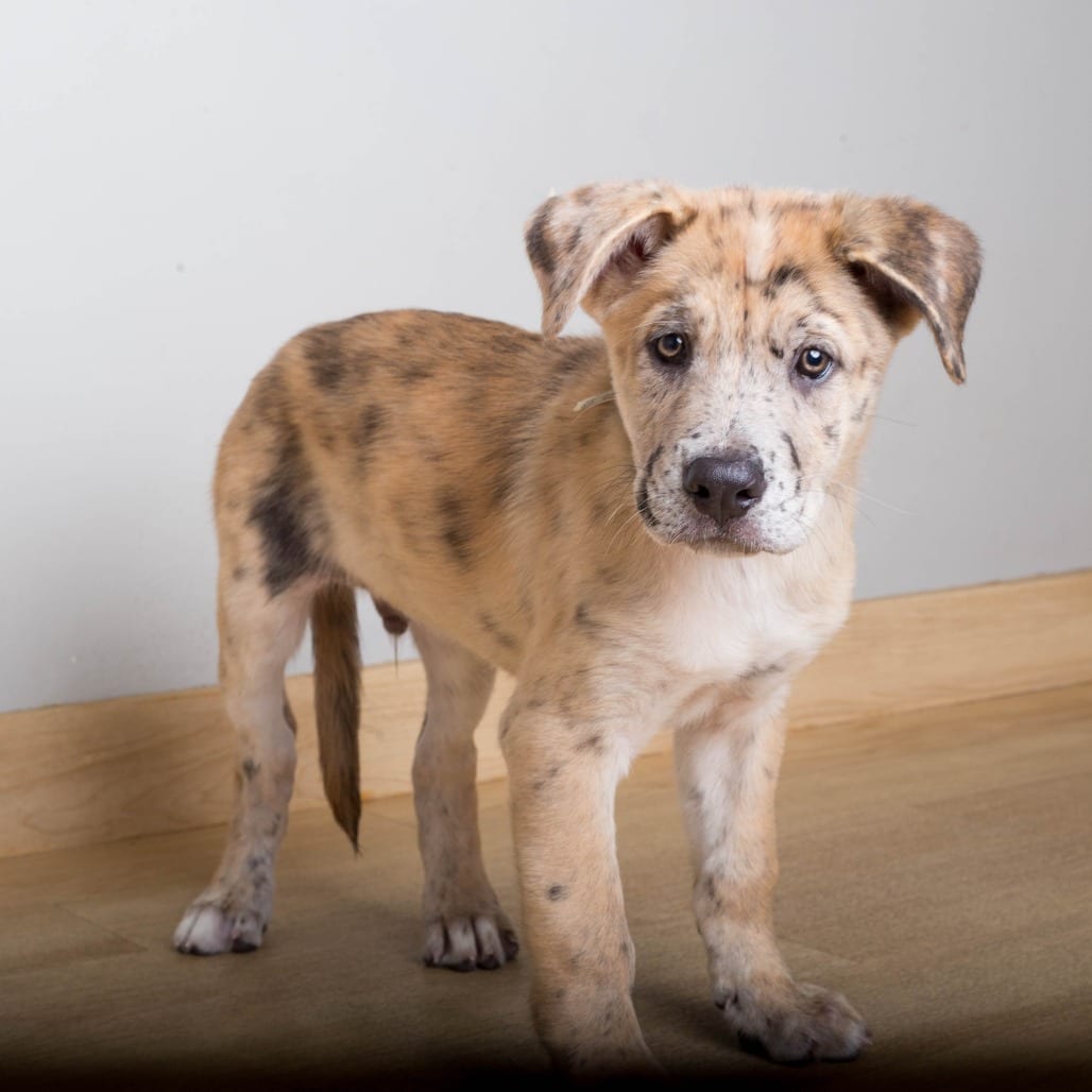 Photo of Yogi D71416, adoptable Catahoula Leopard Dog / Shepherd in Minnesota, Minnesota