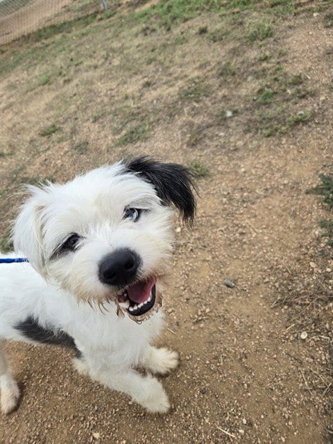 Photo of Cupid, adoptable Cairn Terrier in Killeen, Texas
