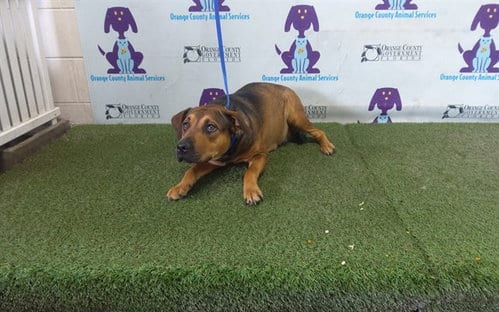 Photo of Roxy, adoptable Black Mouth Cur in Orlando, Florida