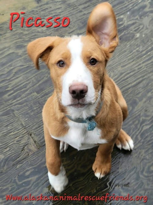 Photo of Picasso, adoptable Labrador Retriever in Anchorage, Alaska