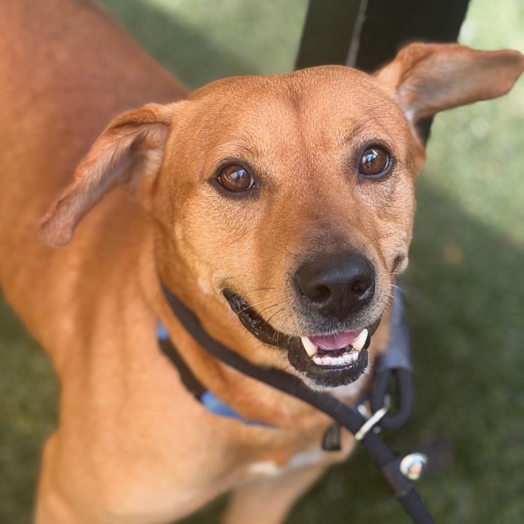 Photo of Cookie, adoptable Mixed Breed (Medium)