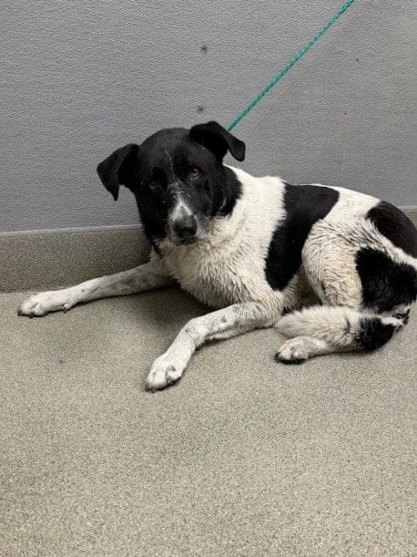 Photo of Oliver, adoptable German Shepherd Dog in Las Vegas, Nevada
