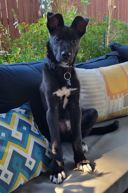 Photo of Bones, adoptable Labrador Retriever in Denver, Colorado