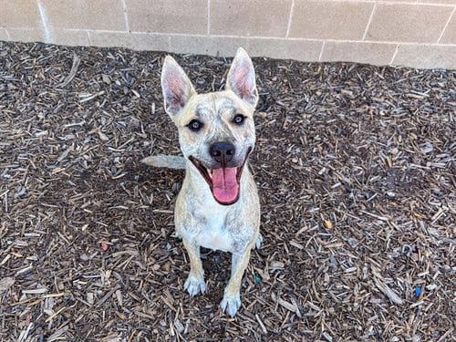 Photo of Diana, adoptable Australian Cattle Dog/Blue Heeler in Orange, California