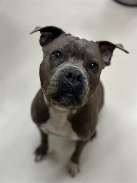 Photo of Daisy, adoptable Pit Bull Terrier in Center Township, Pennsylvania