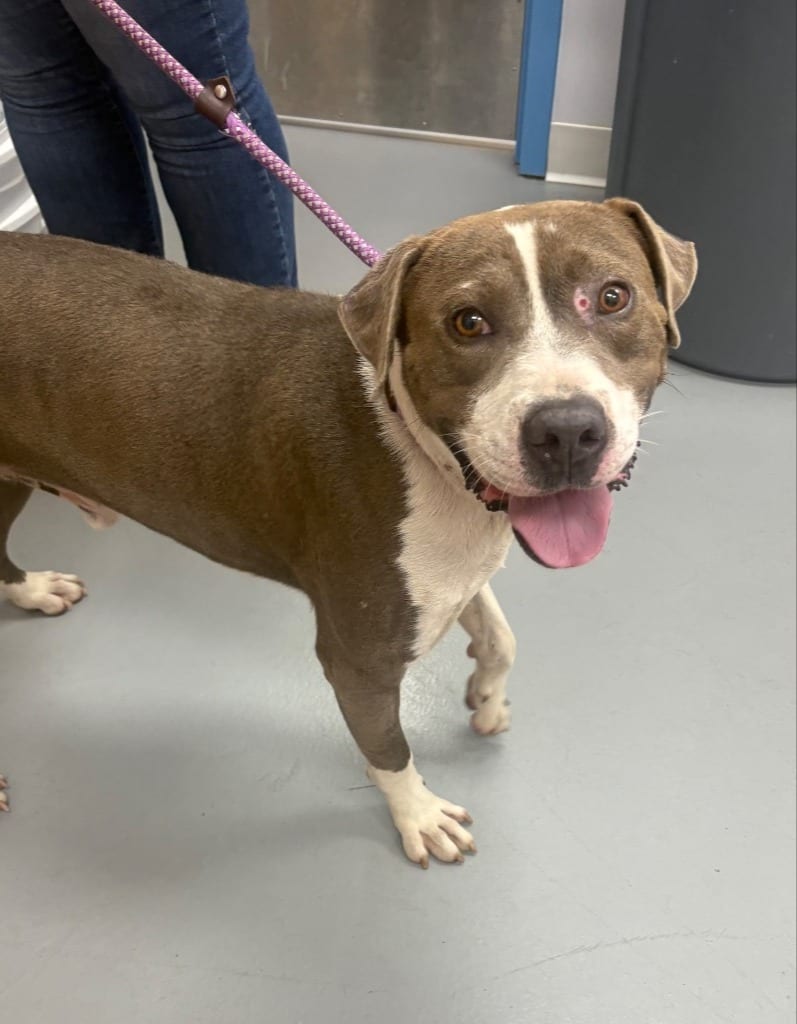 Photo of Dumpling, adoptable Pit Bull Terrier in Hartsville, South Carolina