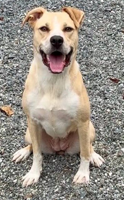 Photo of River, adoptable Labrador Retriever in Newton, North Carolina