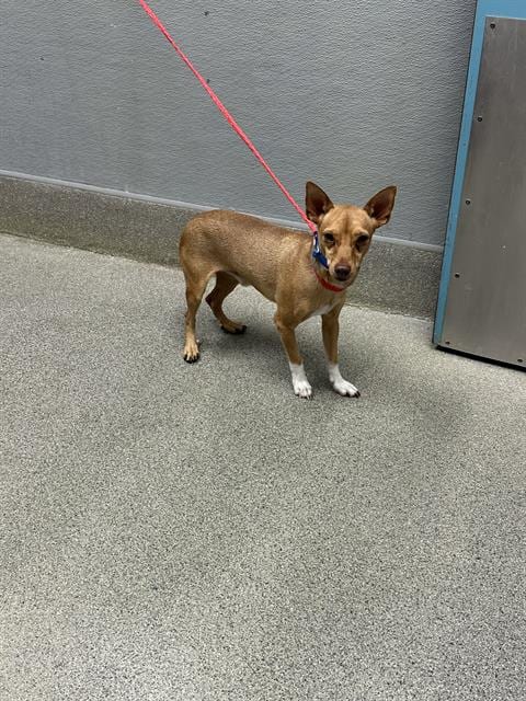 Photo of Dave, adoptable Chihuahua in Las Vegas, Nevada