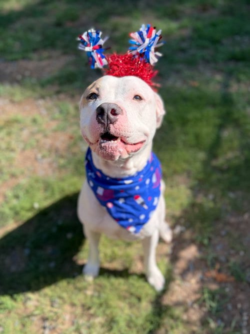 Photo of Barn Door, adoptable Pit Bull Terrier in Sanford, North Carolina