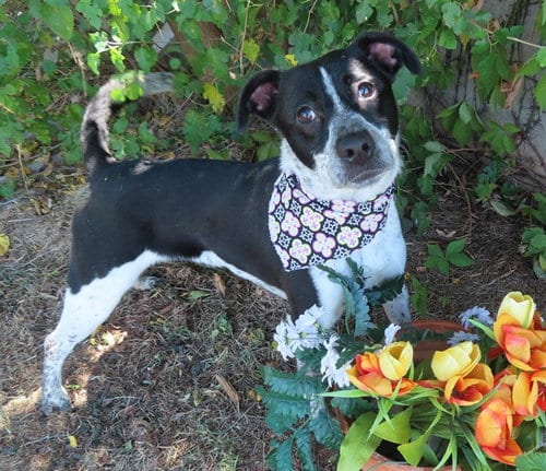 Photo of Mattie, adoptable Australian Cattle Dog/Blue Heeler in Oklahoma City, Oklahoma