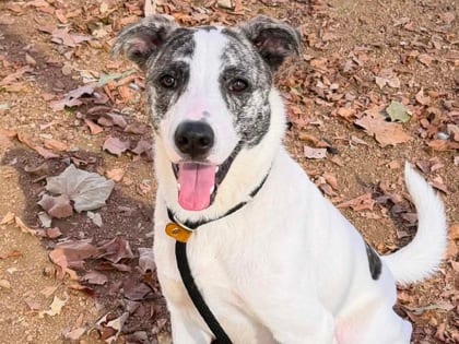Photo of Huey, adoptable dog in Georgetown, Texas