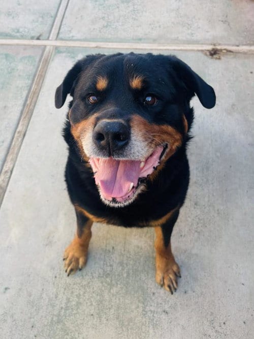 Photo of Fenway, adoptable Rottweiler in Santa Barbara, California