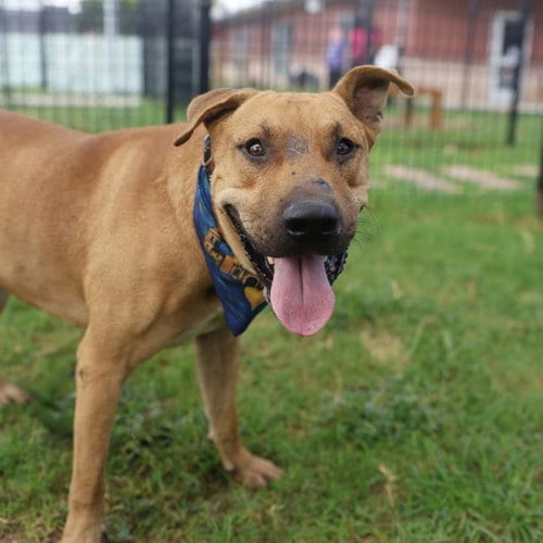 Photo of Greenie, adoptable Mastiff in San Antonio, Texas