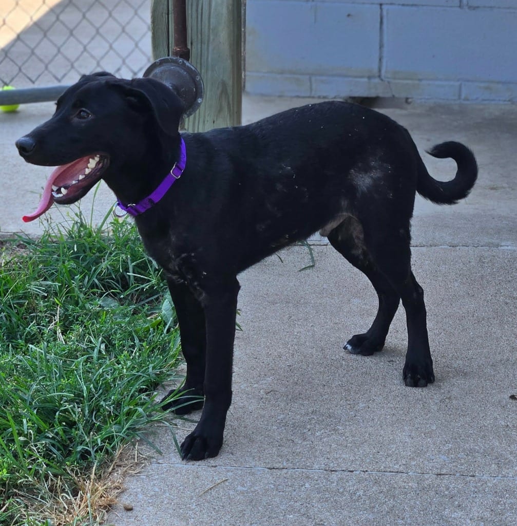 Photo of Max - Red Collar, adoptable Mixed Breed in Moberly, Missouri