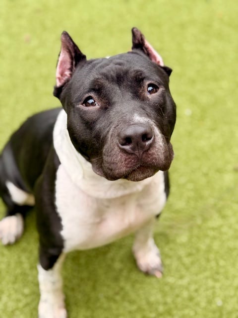 Photo of India, adoptable Bull Terrier and Staffordshire Bull Terrier in Brewster, Massachusetts