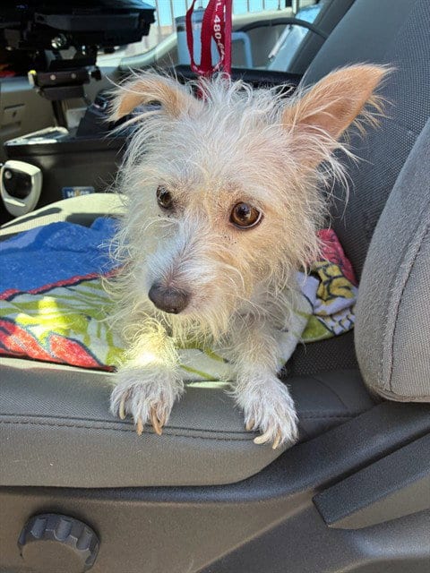 Photo of Jane, adoptable Cairn Terrier in Mesa, Arizona