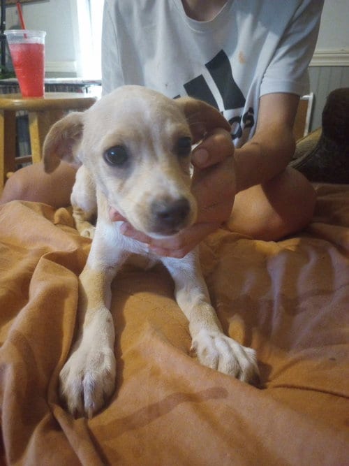 Photo of MR. Sandman, adoptable Terrier in The Woodlands, Texas