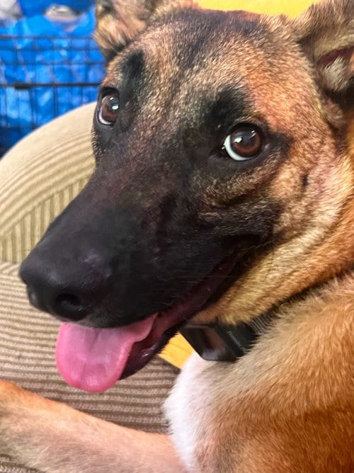Photo of Sparrow, adoptable German Shepherd Dog in Lake Forest, California