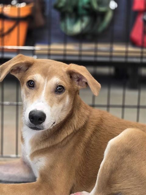 Photo of Doughboy, adoptable Labrador Retriever in Rosenberg, Texas
