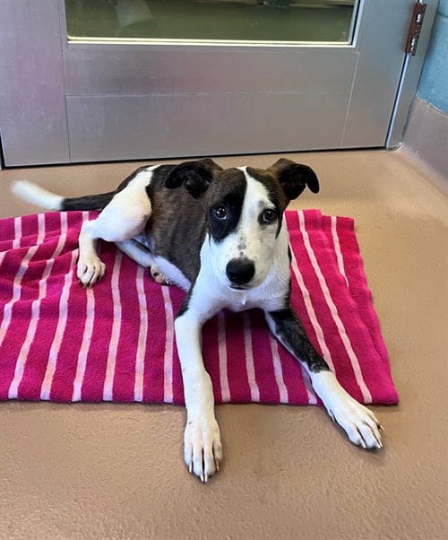 Photo of Tiffany, adoptable Plott Hound in Plano, Texas