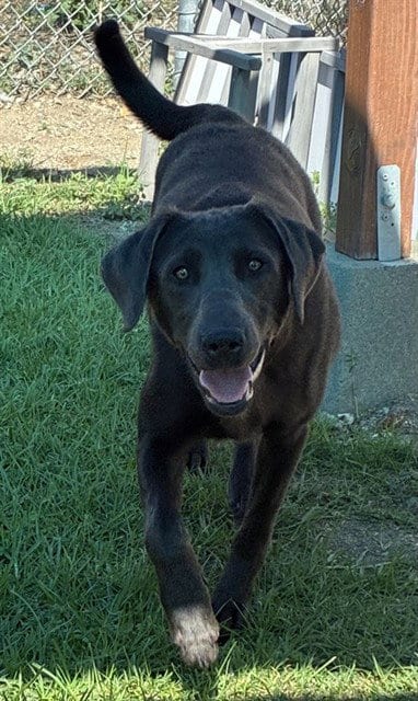 Photo of Ivy, adoptable Labrador Retriever in San Bernardino, California