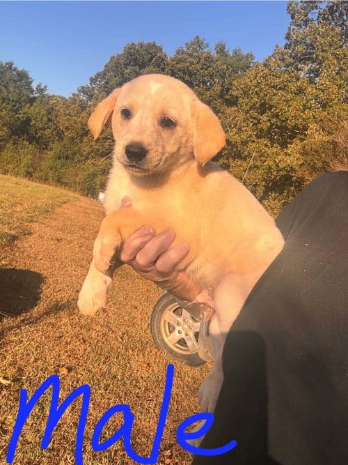 Photo of Sammy, adoptable Labrador Retriever in Newark, Delaware