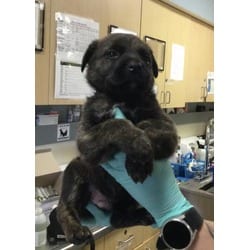 Photo of Mello, adoptable German Shepherd Dog Australian Shepherd in Jurupa Valley, California