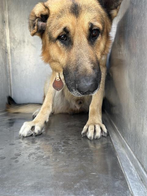 Photo of Barnabus, adoptable German Shepherd Dog in Sacramento, California
