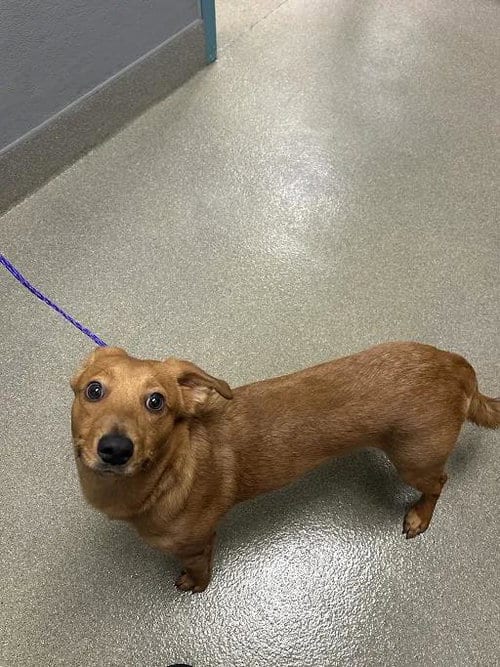 Photo of Slinky, adoptable Labrador Retriever in Las Vegas, Nevada