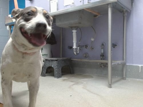 Photo of Quinn, adoptable Australian Cattle Dog/Blue Heeler in Albuquerque, New Mexico