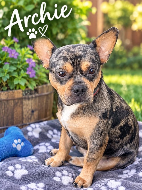 Photo of Archie, adoptable French Bulldog in Menifee, California