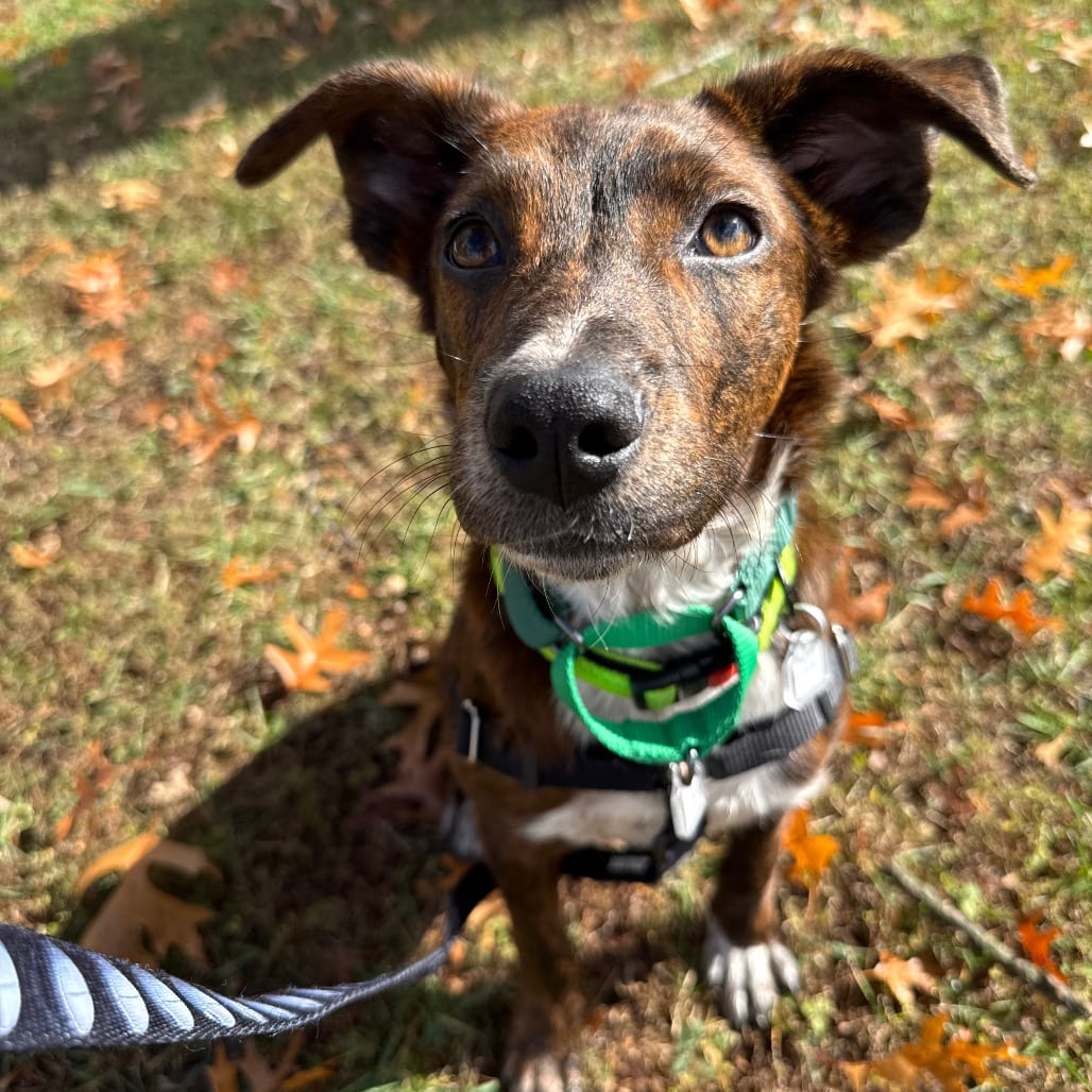 Photo of Conner, adoptable Boxer / Mixed Breed (Medium) in Fairfax Station, Virginia