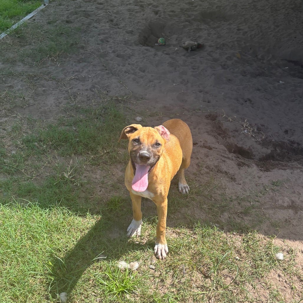 Photo of Nutmeg, adoptable Boxer / Mix in Hinesville, Georgia
